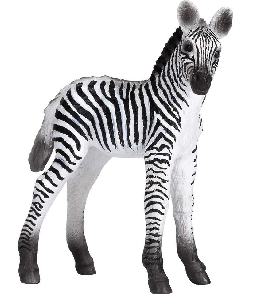 Zebra Foal