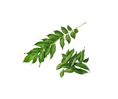 Organic Curry Leaves