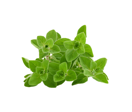 Organic Fresh Oregano